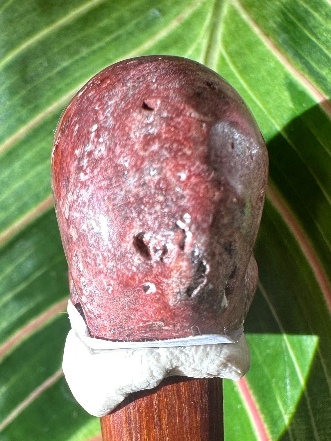 Skull Cantara Opal High Quality Cabochon Mexican Fire Opal Jelly Opal Water Opal, Opal in Matrix Opal in Rhyolite