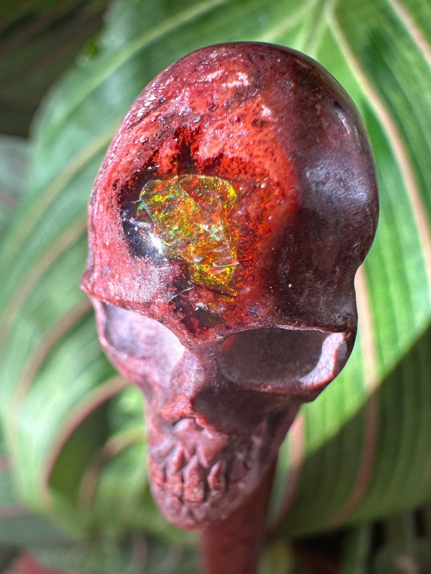 Skull Cantara Opal High Quality Cabochon Mexican Fire Opal Jelly Opal Water Opal, Opal in Matrix Opal in Rhyolite