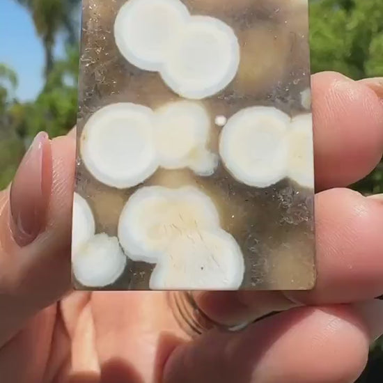 8th vein Ocean Jasper Cabochon, Rare Ocean Jasper, High Quality, Orbicular Jasper, Collectors piece, Green Quartz